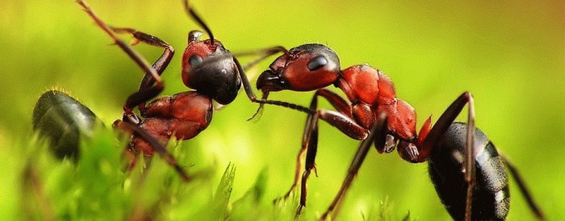 Все о муравьях в Ростове-на-Дону | ЗооТом портал о животных