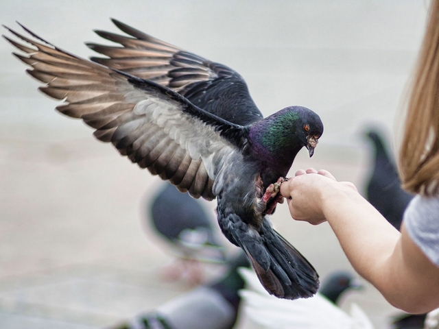 Все о голубях | ЗооТом - продажа, вязка и услуги для животных в Ростове-на-Дону
