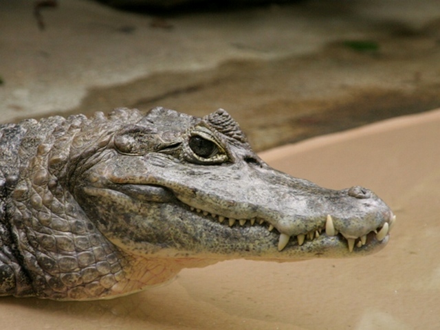 Все о крокодилах в Ростове-на-Дону | ЗооТом портал о животных