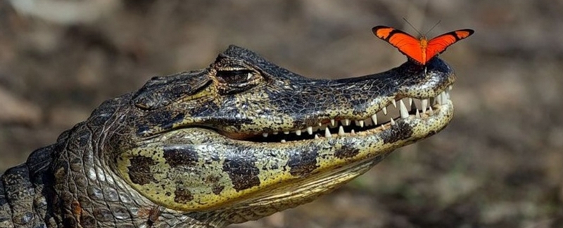 Все о крокодилах в Ростове-на-Дону | ЗооТом портал о животных