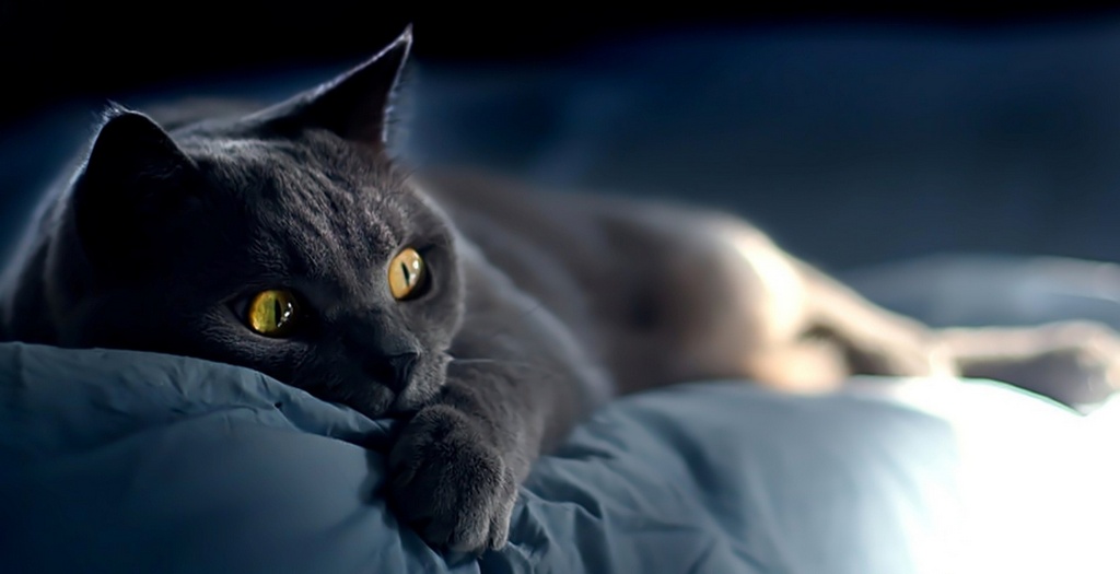 Объявления о кошках | ЗооТом - продажа, вязка и услуги для животных в Ростове-на-Дону