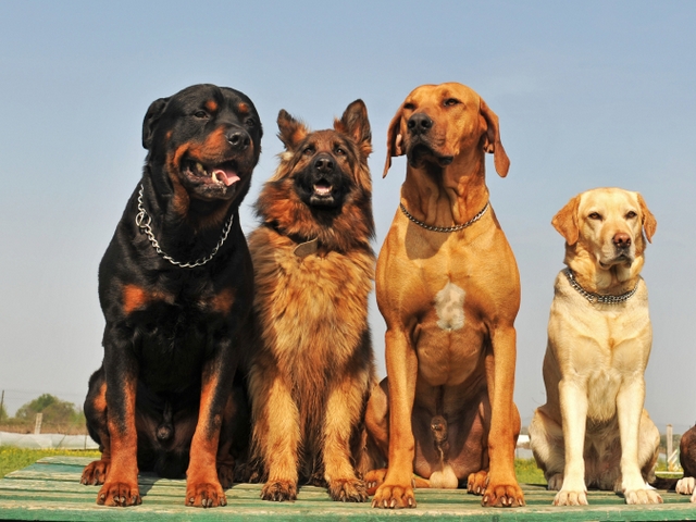 Крупные породы собак в Ростове-на-Дону | ЗооТом портал о животных